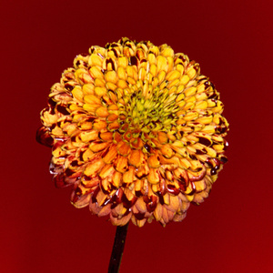 国产极品一区二区美女人体羞羞漫画
